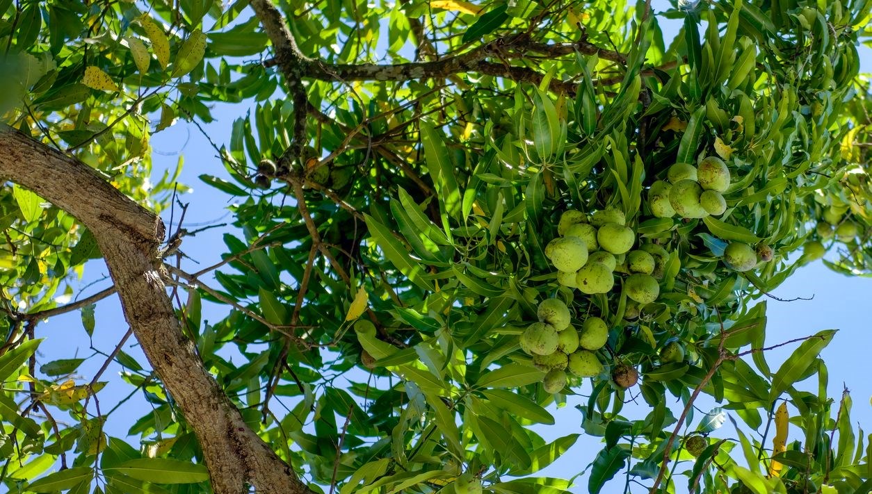 "Meyvelerin Kralı Olarak Tantanan: Yaşlanmayı yavaşlatan kritik özelliği keşfedildi!" 71 ona meyvelerin krali da deniyor yaslanmayi yavaslattigi ortaya cikti 766jPB7T