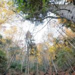 orman haftasi ne vakit kutlanacak birinci ne vakit kutlandi 2025 orman haftasi tarihi buQVLgza