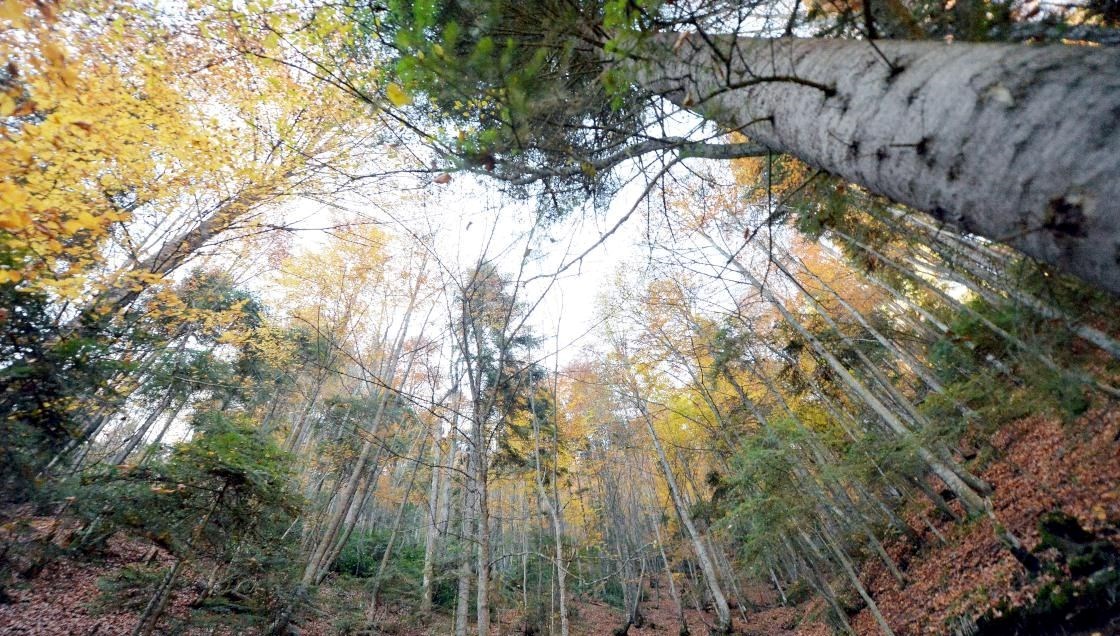 2025 Orman Haftası: Kökeni ve Kutlama Tarihi 71 orman haftasi ne vakit kutlanacak birinci ne vakit kutlandi 2025 orman haftasi tarihi buQVLgza