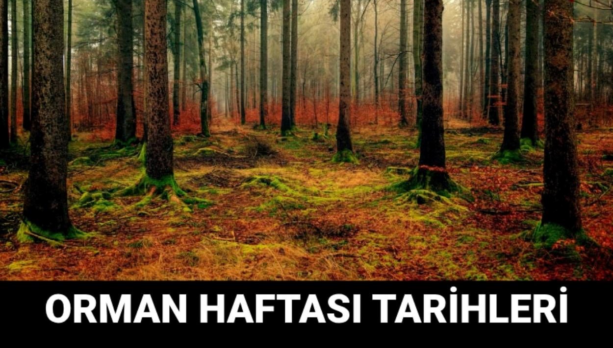 orman haftasi ne vakit orman haftasi mesajlari ve sozleri w9SPXZwR