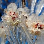 orta karadeniz icin zirai don uyarisi 4DnILpcp