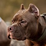 patisi tetige takildi kopek sahibini vurdu l2OU5ENL