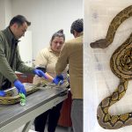 polis sahibini ariyor yolcu otobusunden piton cikti ZcxDdYGg