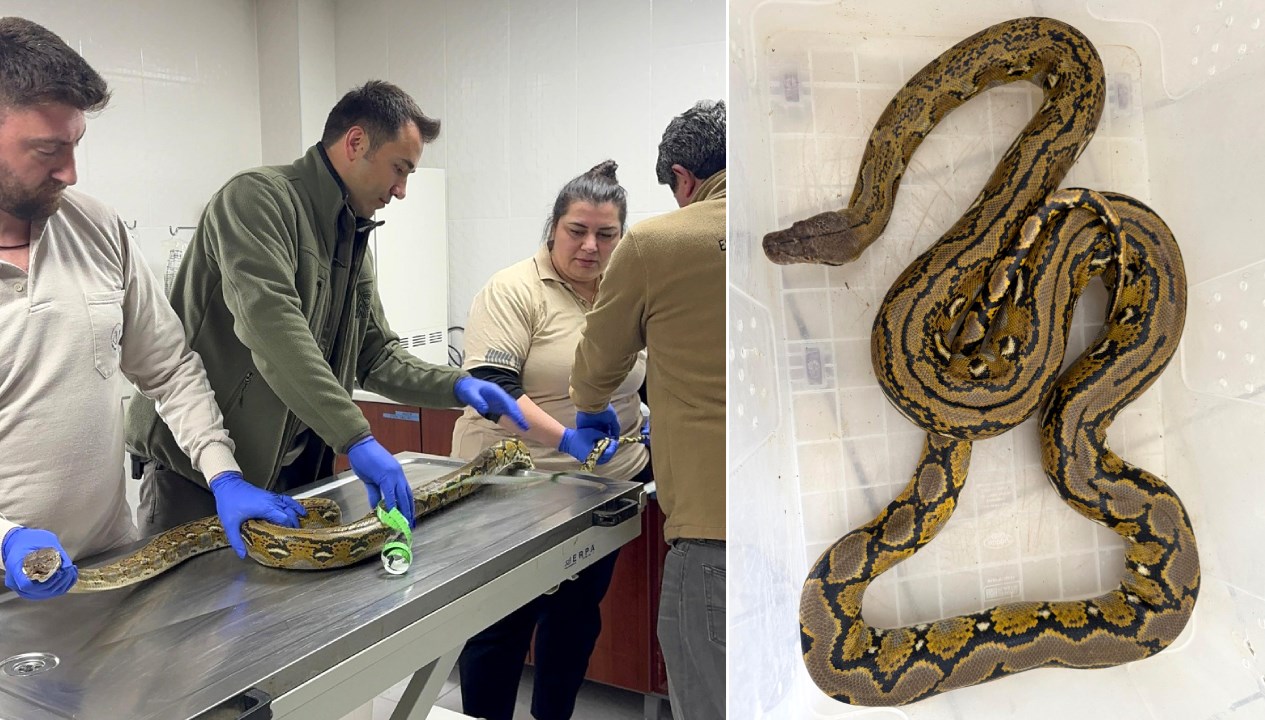 polis sahibini ariyor yolcu otobusunden piton cikti