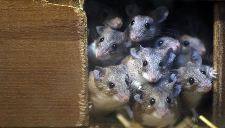 polonyada farelere savas acildi qdKcYl2C