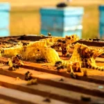 refahiyede ari kovani citasi atolyesi acildi 7uxRQJCA