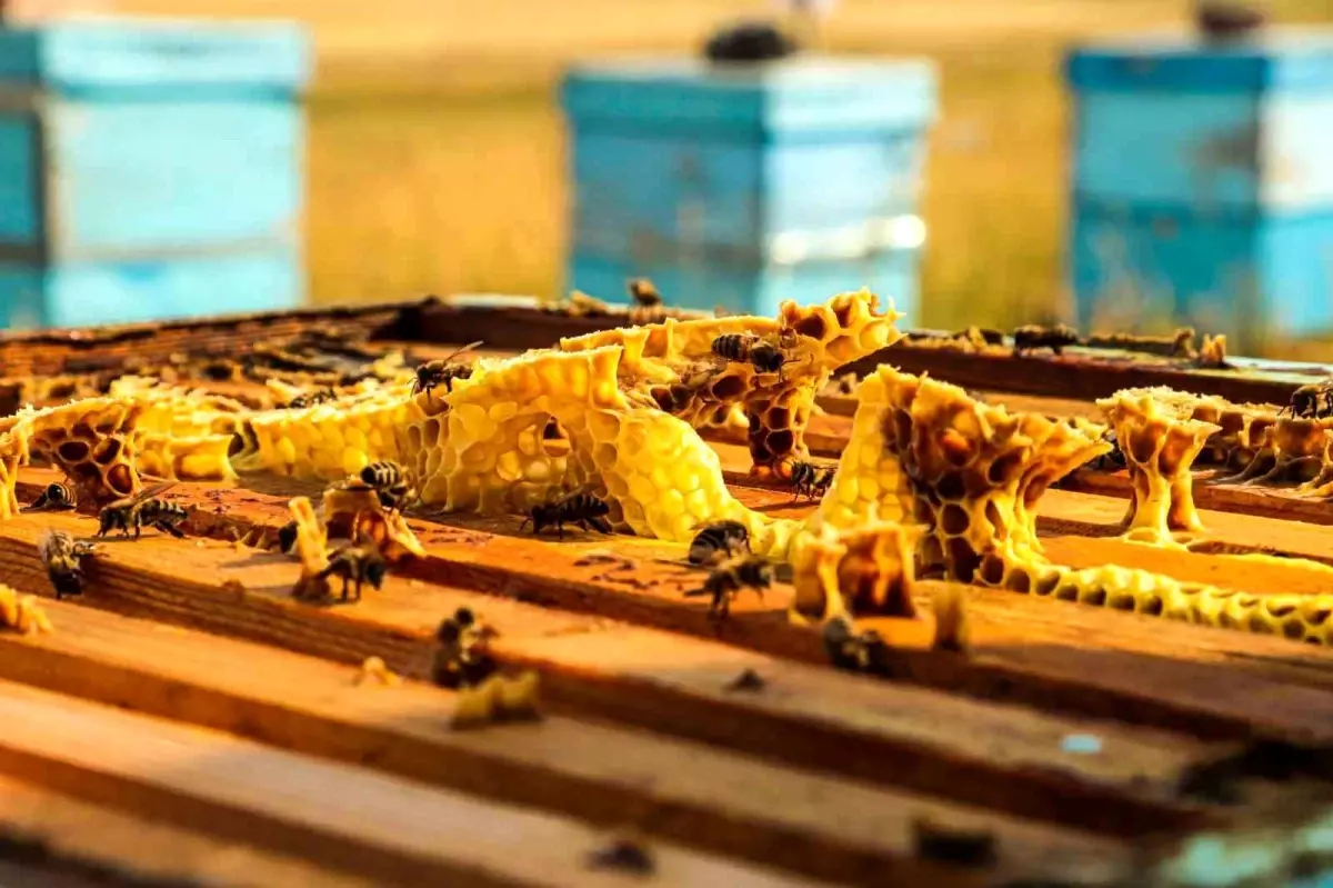 Refahiye'de Bal Üreticileri İçin Yeni Bir Soluk: Arı Kovanı Çıtası Atölyesi Hizmete Girdi 71 refahiyede ari kovani citasi atolyesi acildi