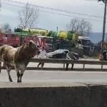 sahibinin elinden kacti trafigi birbirine katti A1x6Bd8F