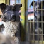 sahipsiz sokak hayvanlari yasasi yine gundemde belediyelerin sorumluluklari neler tFbaEpVZ