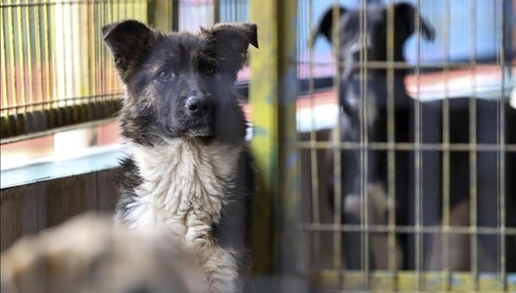sahipsiz sokak hayvanlari yasasi yine gundemde belediyelerin sorumluluklari neler tFbaEpVZ