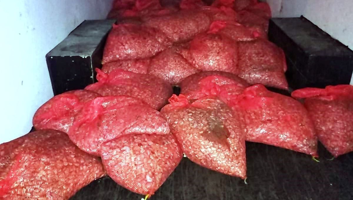 Samsun'da Denizden Vurgun: Bir Buçuk Ton Kaçak Midye Yakalandı 71 samsunda15 ton kacak midye ele gecirildi JKsgkpBy