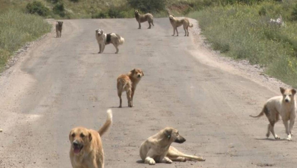 sanliurfada sahipsiz kopekler iki sahsa saldirdi pFJ7VR7U