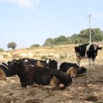 sap hastaligina karsi tedbir 22 koyde giris ve cikisi kisitlandi 1lIfZ1cy