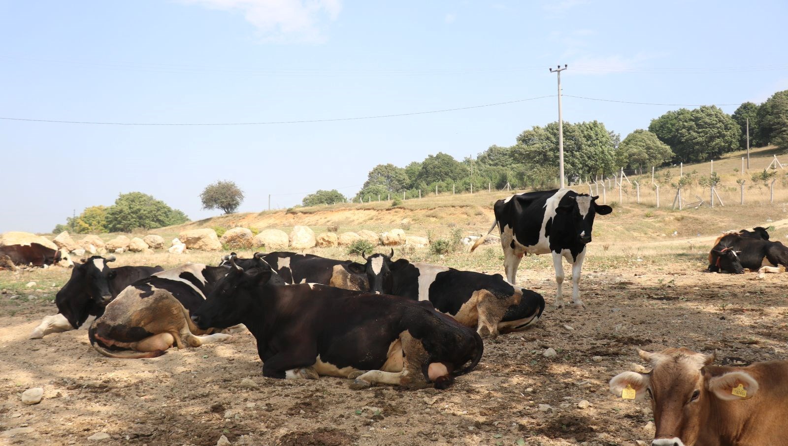 Şap Alarmı: 22 Köy Karantinaya Alındı! 71 sap hastaligina karsi tedbir 22 koyde giris ve cikisi kisitlandi 1lIfZ1cy