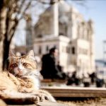 sicakliklar mevsim normallerinin uzerinde hafta sonu hava nasil olacak QTwncWA2