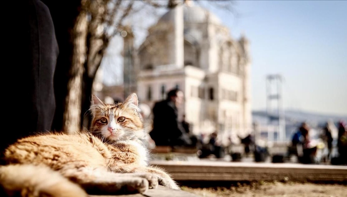 sicakliklar mevsim normallerinin uzerinde hafta sonu hava nasil olacak QTwncWA2