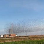 sigirciklarin dansi hayran birakti 4tGznQxV