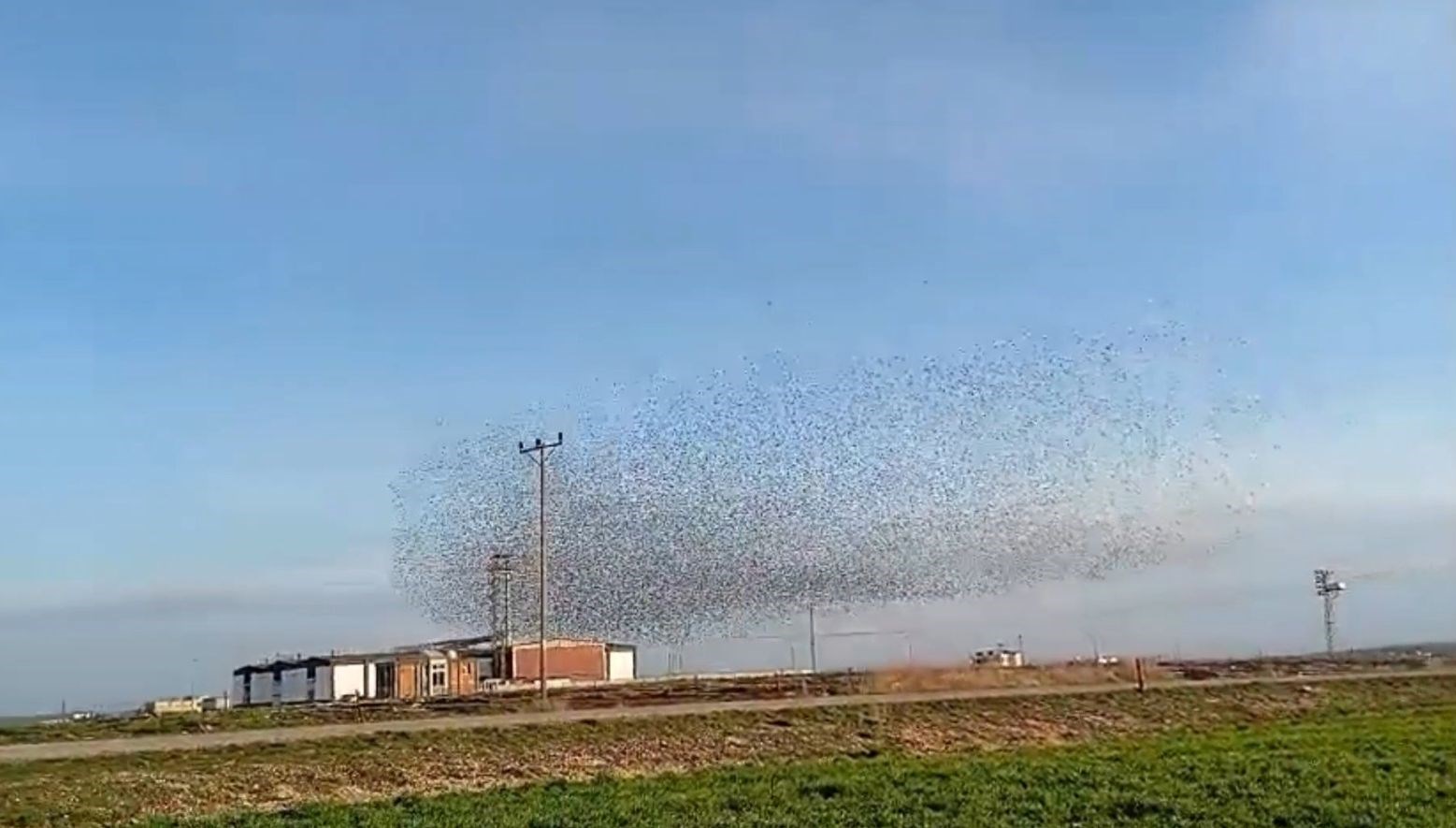 sigirciklarin dansi hayran birakti