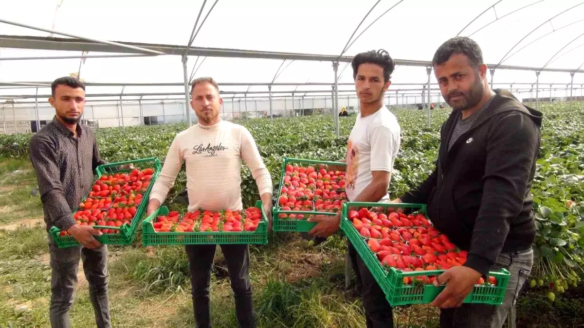 Silifke'nin Kırmızı Hüznü: Çilek Tarlasında Bir Kayıp 71 silifkede cilek hasadinda kayip DjBekrfC