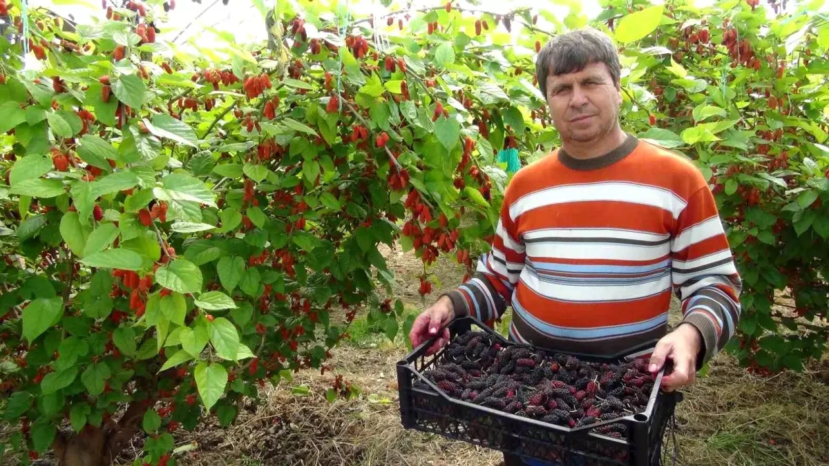 silifkede turfanda karadut ihraci