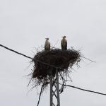 sivasta 40 yillik gelenek leylekler geldigi vakit kazanlar kayniyor glRPOljf