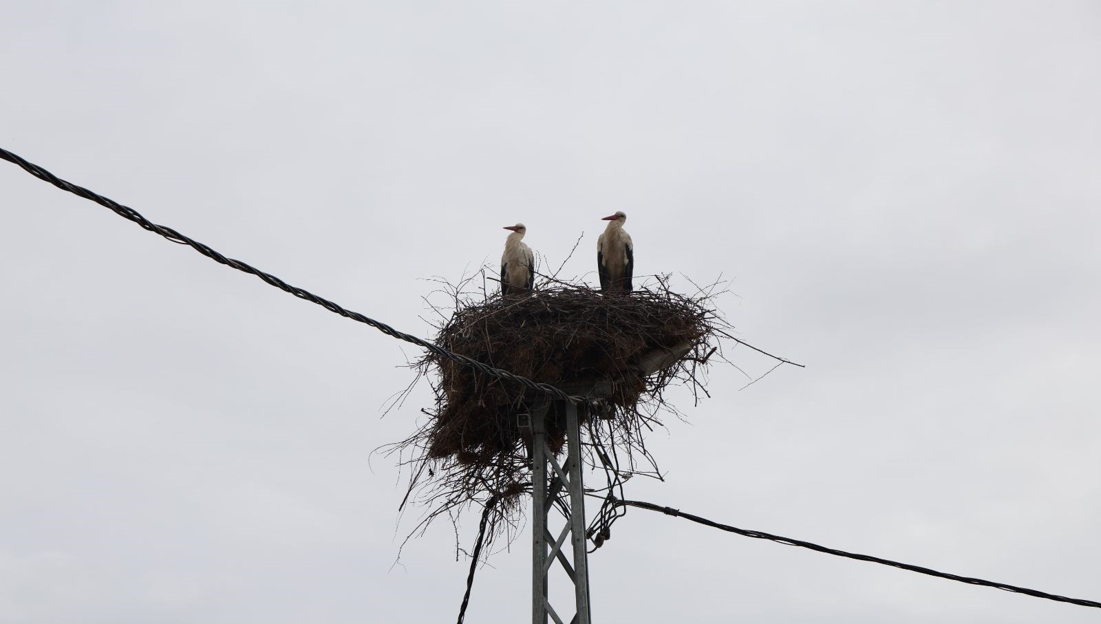 sivasta 40 yillik gelenek leylekler geldigi vakit kazanlar kayniyor glRPOljf