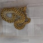 sivasta egzotik hayvan operasyonu eYJ6KR3Y