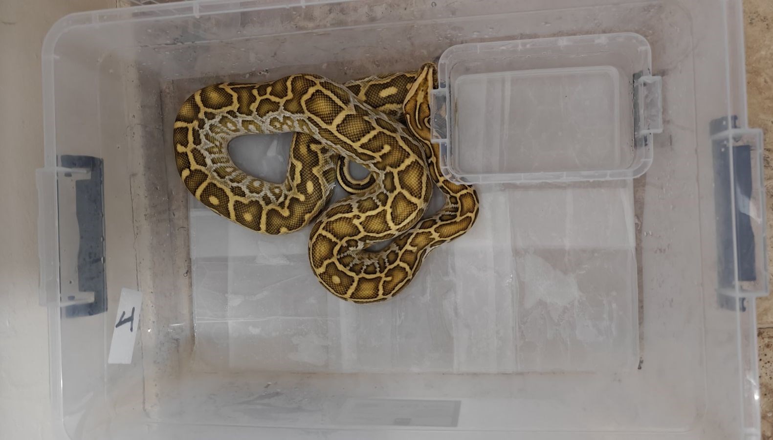 sivasta egzotik hayvan operasyonu eYJ6KR3Y