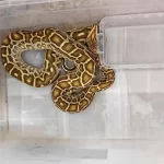 sivasta kacak hayvan operasyonu YcjKjxnx