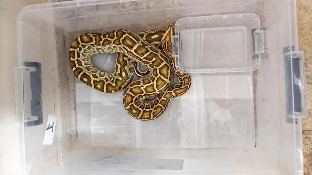 sivasta kacak hayvan operasyonu