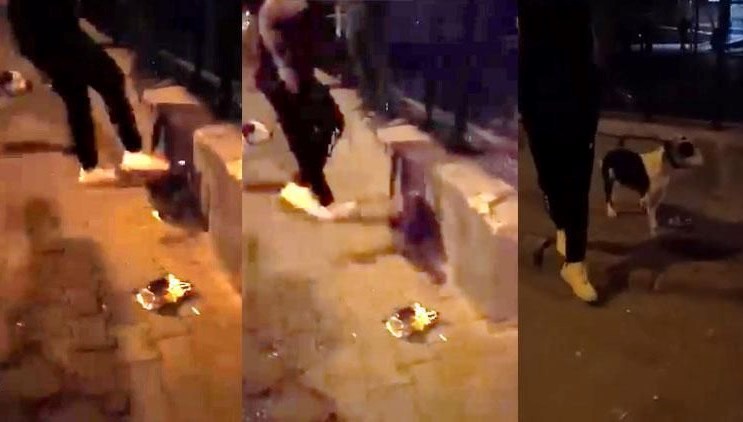 Kedi tekmeleme olayının faili parmaklıklar ardına gönderildi 71 sokak kedisini tekmeleyen saldirgan tutuklandi