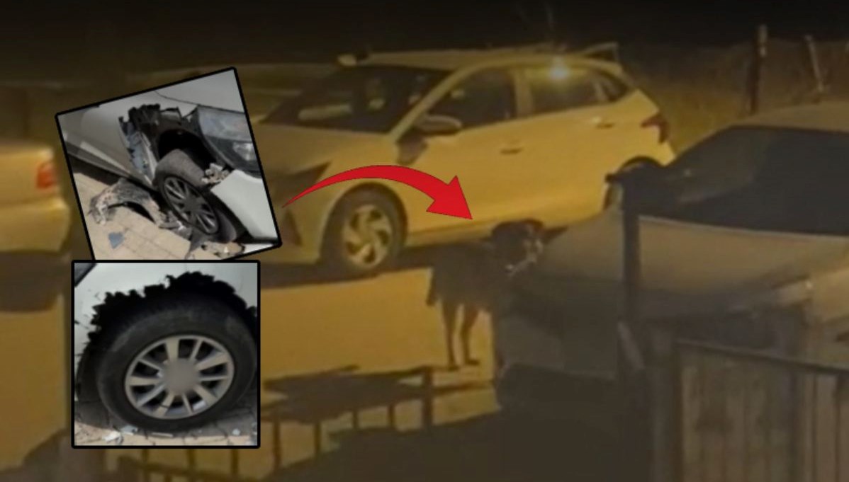 Sokak Köpekleri Araba Canavarına Dönüştü: Mağdur Belediyeye Tazminat Davası Açtı 71 sokak kopekleri arabasi paramparca etti hasarin bedelini belediyeden istedi Zi52n5uu