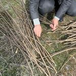 tabiattan toplanmaya basladi hayit sogut dut melengic kollari sepete donusuyor kOWs5tkH