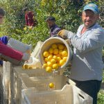 tarlada kilosu 15 markette 25 lira bahcede calisan calisanlarsa gunluk bin tl kazaniyor Iv21rE8j