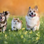 tbmmye gelen farkli talepler kediler ve kopekler kenti kurulsun ZYAdgdVj