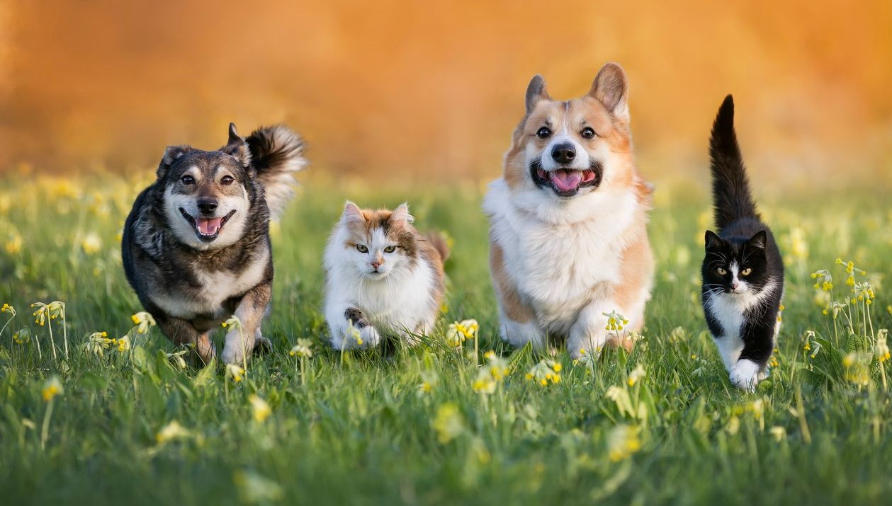 tbmmye gelen farkli talepler kediler ve kopekler kenti kurulsun ZYAdgdVj