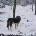 trakyanin yuksek bolumlerinde kar yagisi 7bWt9KG9