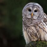 trump 450 bin baykusu neden oldurmek istiyor wI48HQnv