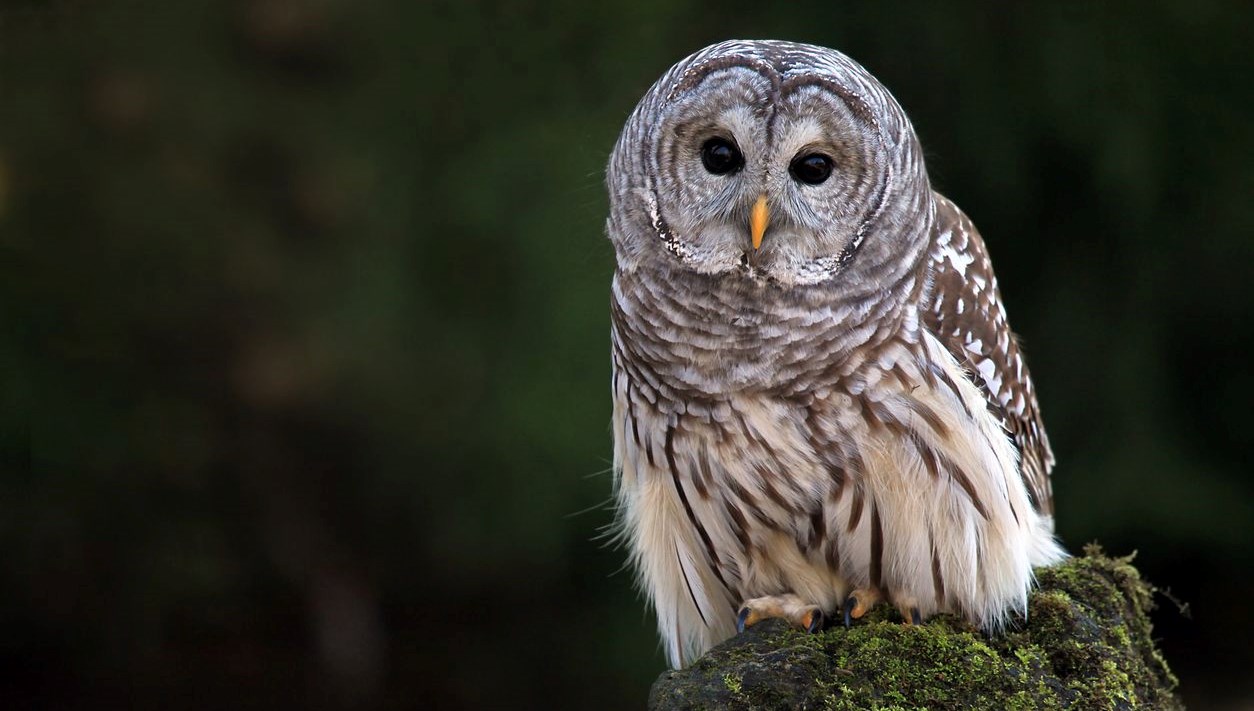 trump 450 bin baykusu neden oldurmek istiyor wI48HQnv