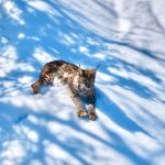 tuncelide ormanin hayaleti birinci sefer bu kadar yakindan goruntulendi lnxYO16Y