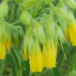 turk bilim insani yeni bir bitki tipi kesfetti finlandiya kokenli mecmuada yayimlandi CbRiLhAv