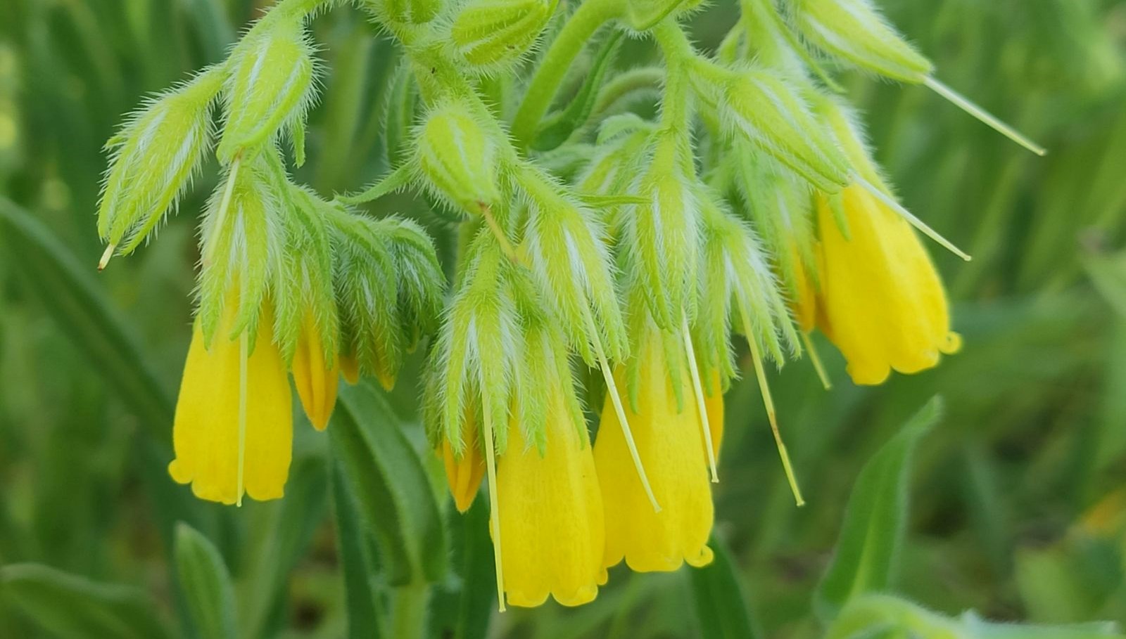 turk bilim insani yeni bir bitki tipi kesfetti finlandiya kokenli mecmuada yayimlandi CbRiLhAv