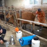 turkiyede birinci kere trabzonda yapildi jersey spermasi ile hayvancilik canlanacak 5LhjB2Xe