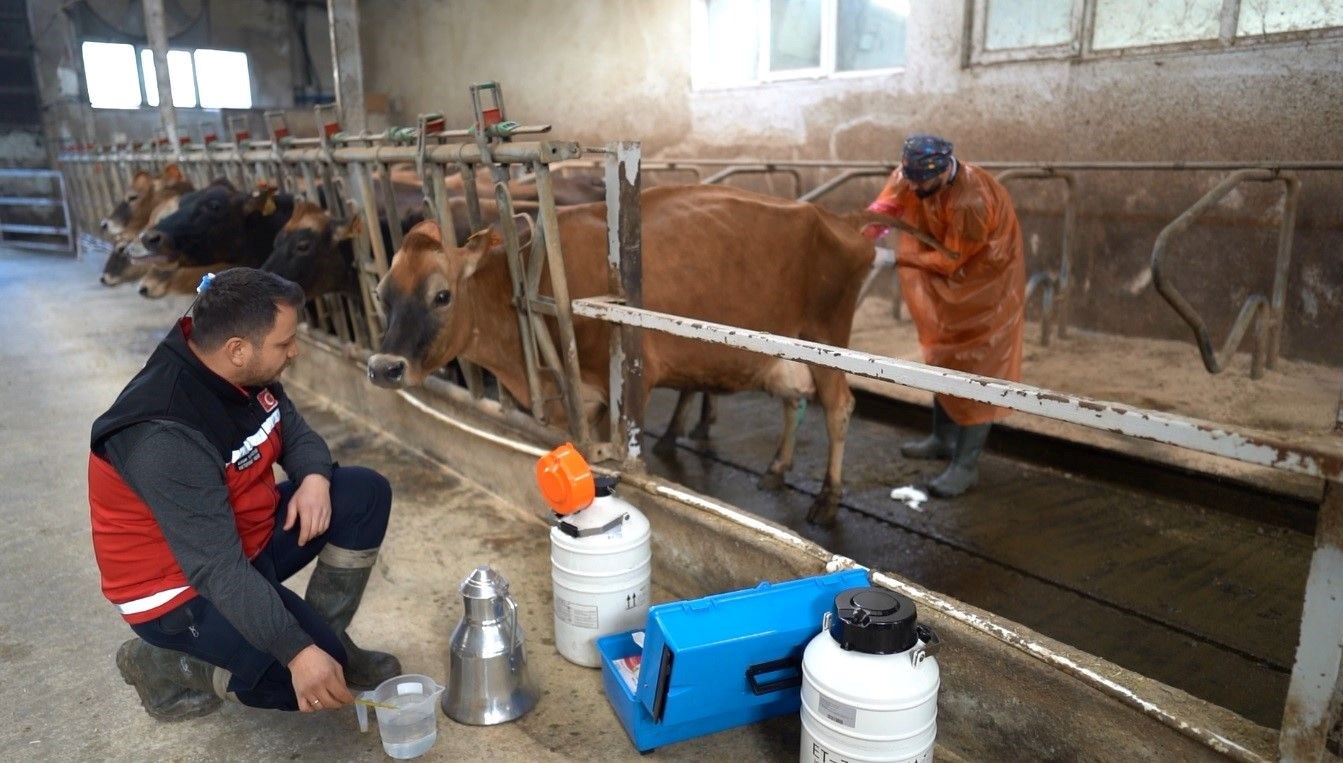 turkiyede birinci kere trabzonda yapildi jersey spermasi ile hayvancilik canlanacak 5LhjB2Xe