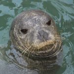 turkiyede yalnizca 100 tane oldugu varsayim ediliyor akdeniz foku kusadasinda goruntulendi 1eCBVTsm