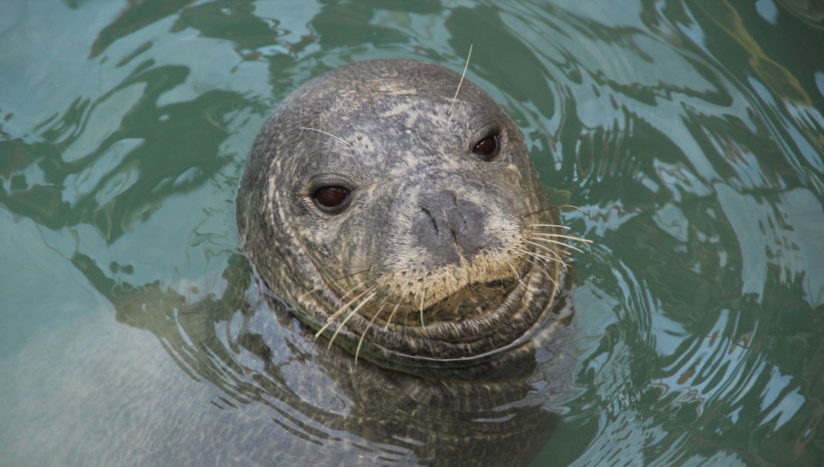 turkiyede yalnizca 100 tane oldugu varsayim ediliyor akdeniz foku kusadasinda goruntulendi 1eCBVTsm