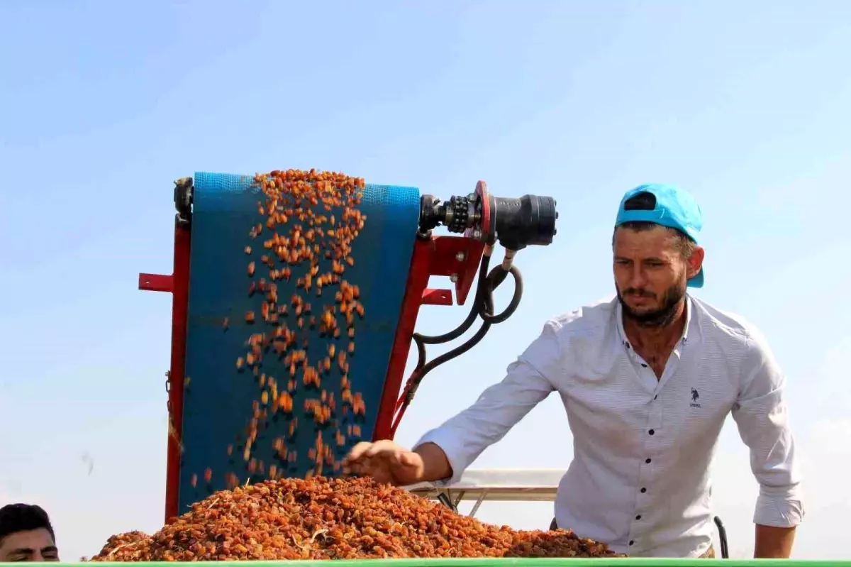 turkiyenin kuru uzum ihracati yuzde 13 artis gosterdi 252w62tz