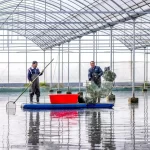 xuyide kerevit donemi basladi KEA5OXOF