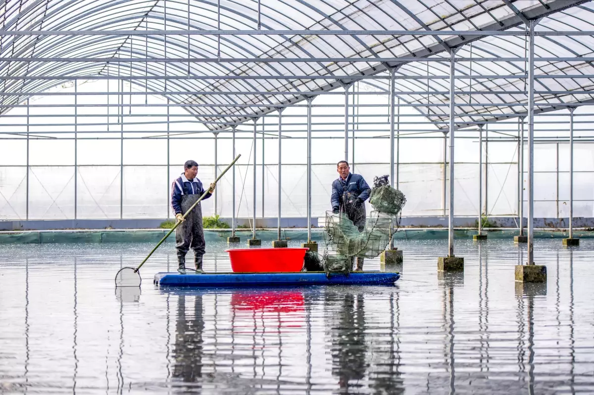 xuyide kerevit donemi basladi KEA5OXOF