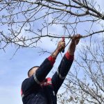 yabani sakiz agaclari ankara fistigi olacak irUSDfDE